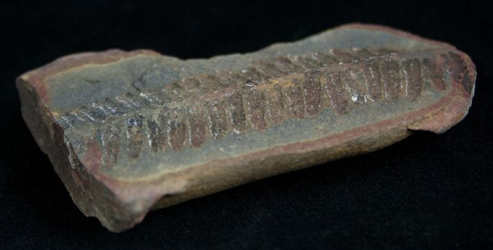 Fern Fossil From Mazon Creek - Million Years Old #2159